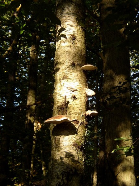 Polypores du Bouleau